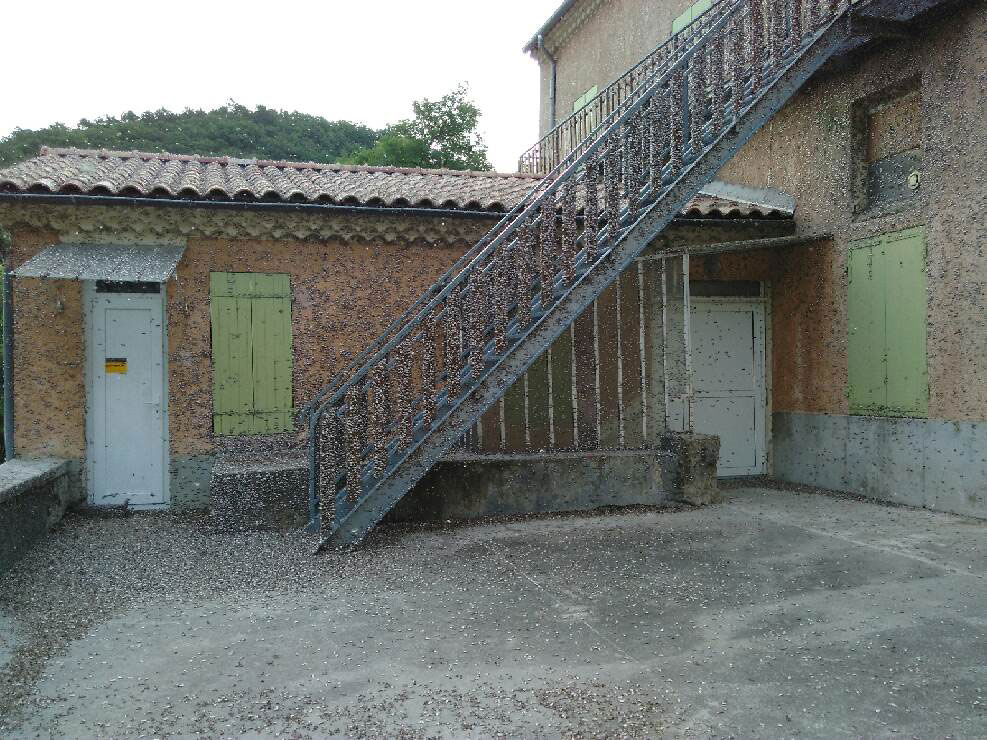 pyrale2