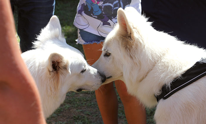 foire chiens 2017 3