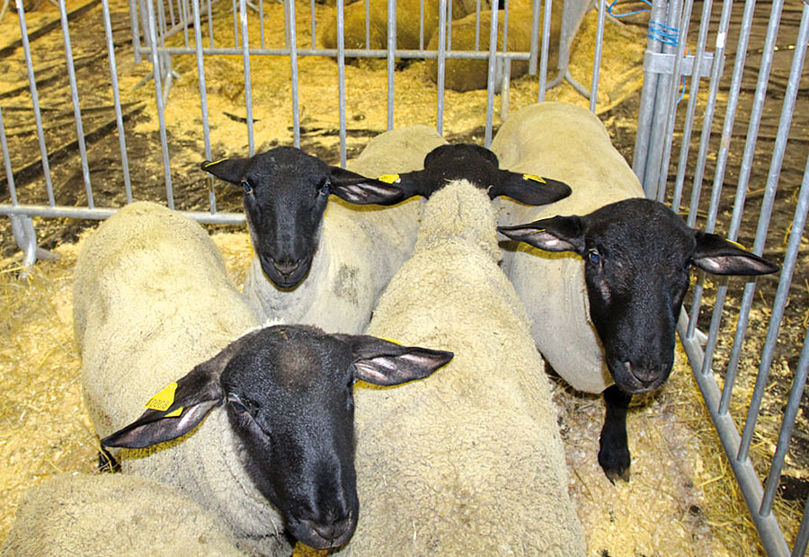 Foire aux béliers de Crest