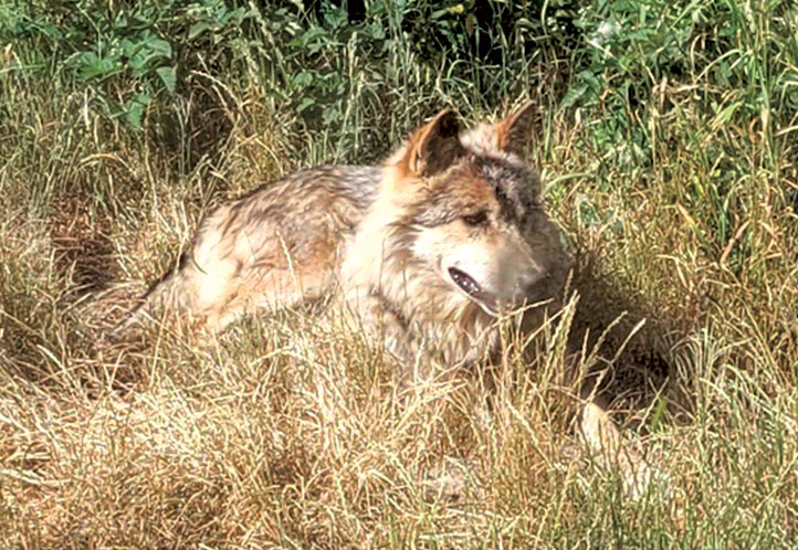 loup parc gevaudan