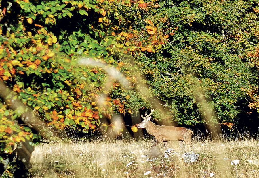 cerf ImAges ImprObables