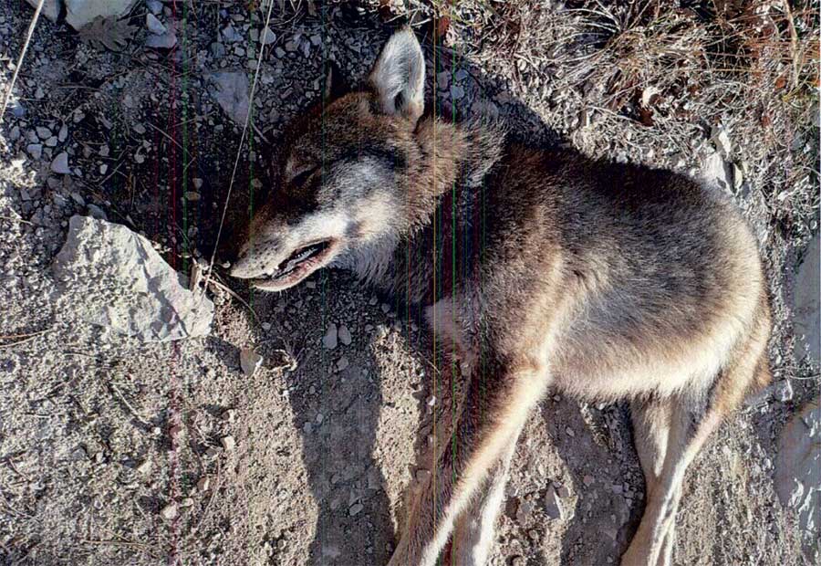 loup emposonne